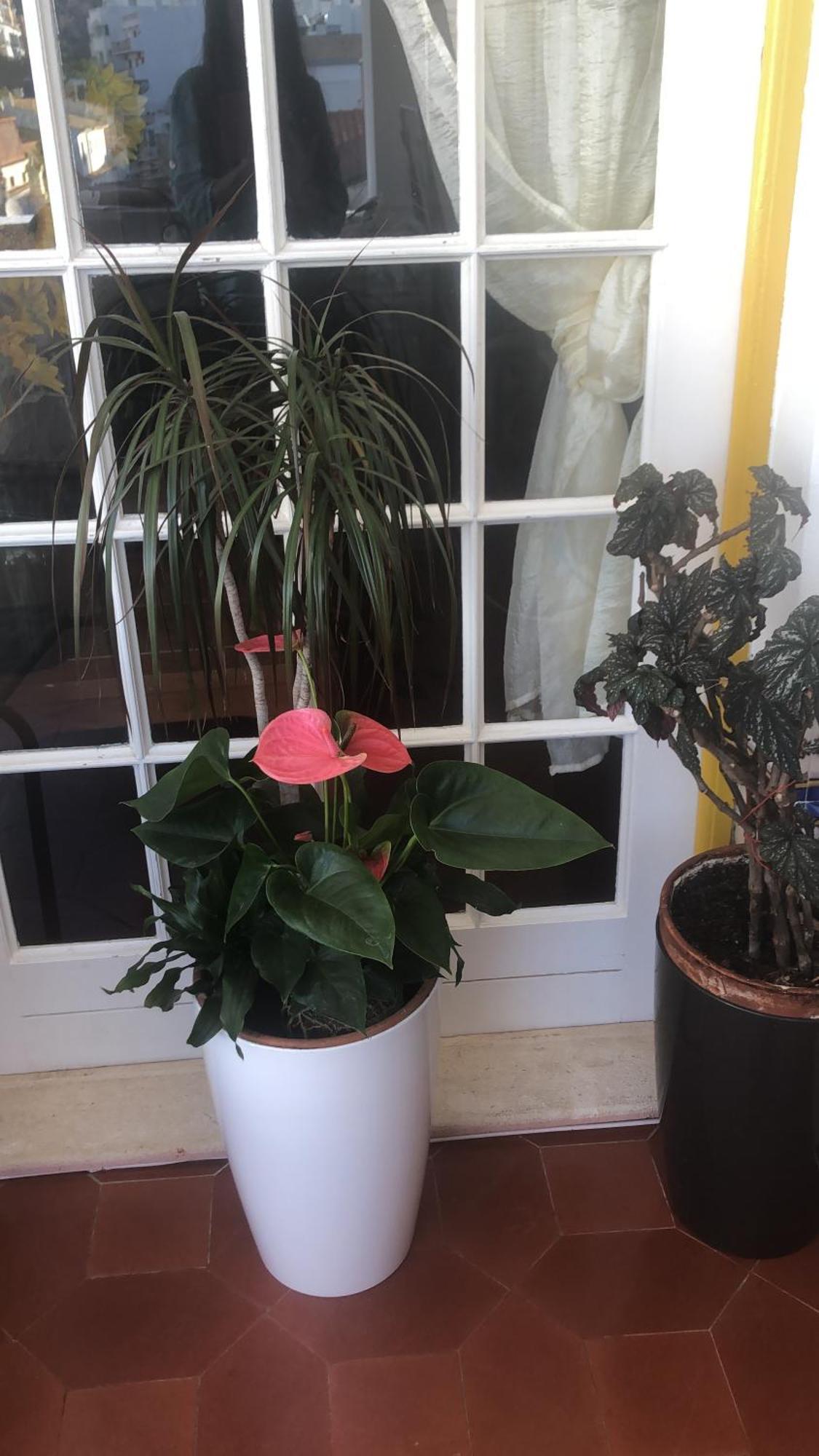 Maria Guest House Албуфейра Екстериор снимка